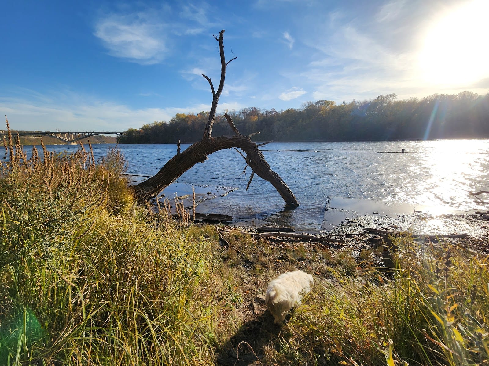 Meeker Island Dog Park, photo 2