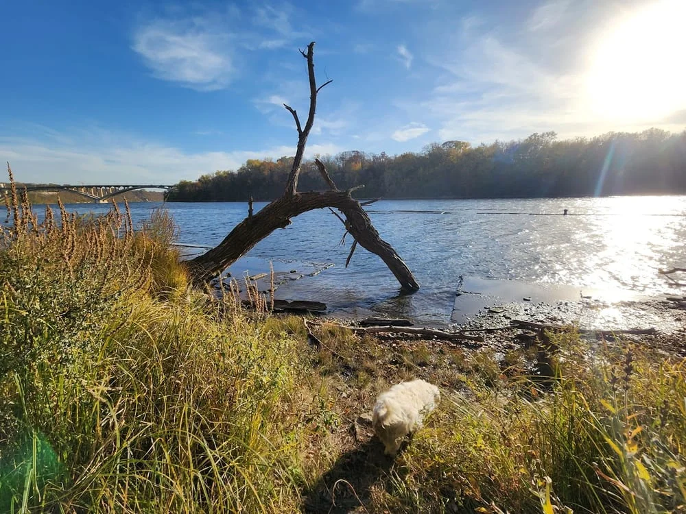 Meeker Island Dog Park, photo 2