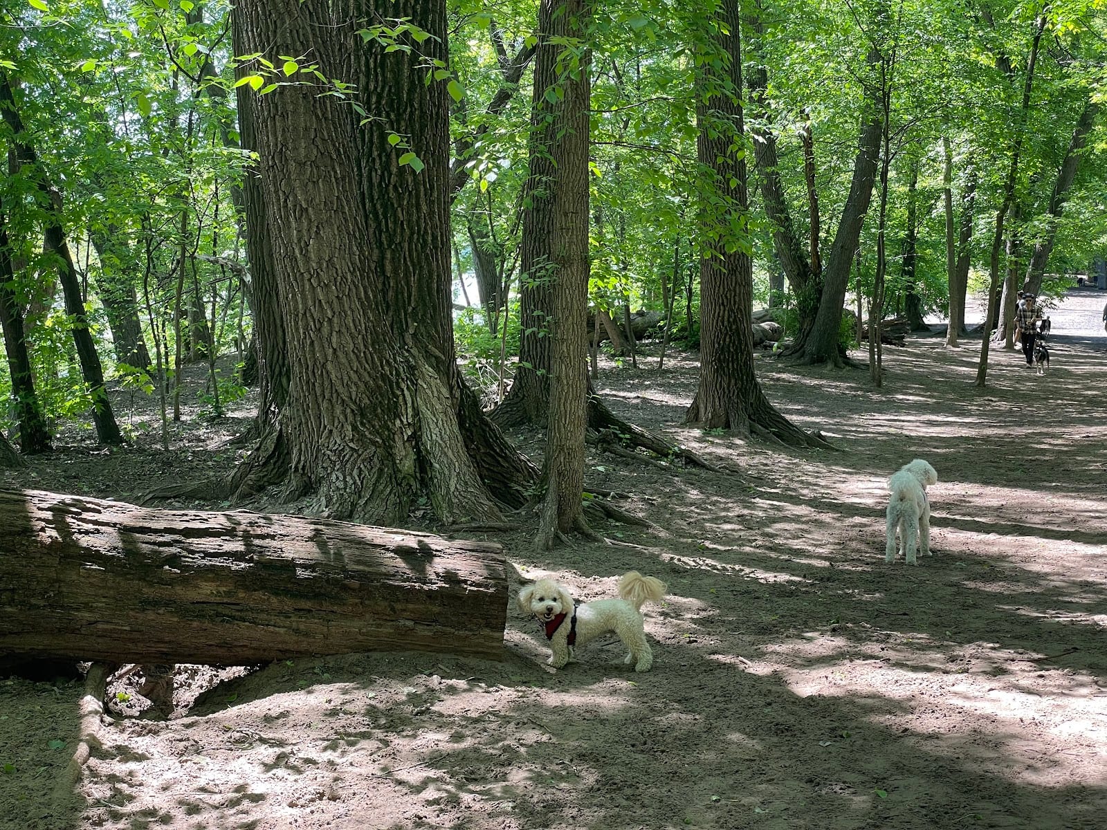 Minnehaha Dog Park