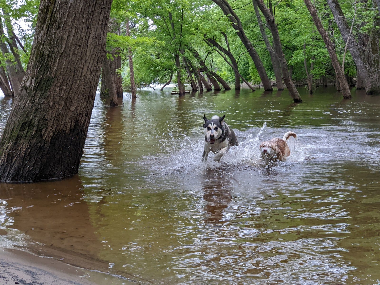 Minnehaha Dog Park, photo 3