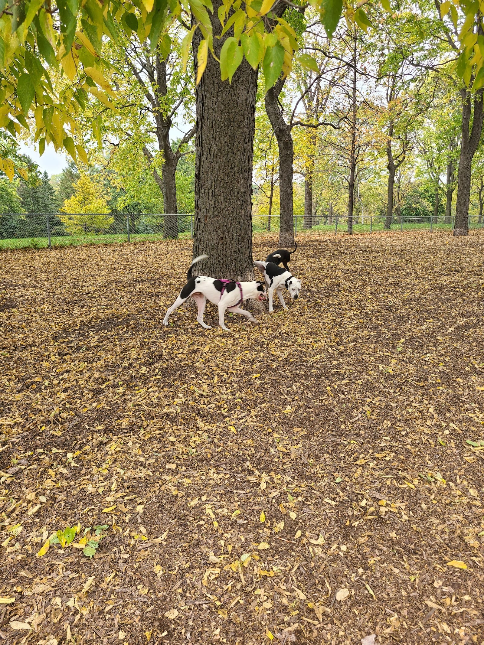 St. Anthony Parkway Off-Leash Dog Park, photo 2