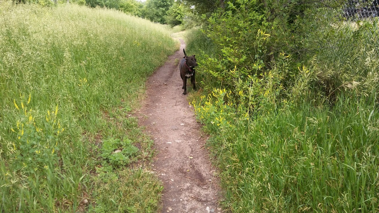 Victory Prairie Off-Leash Recreation Area