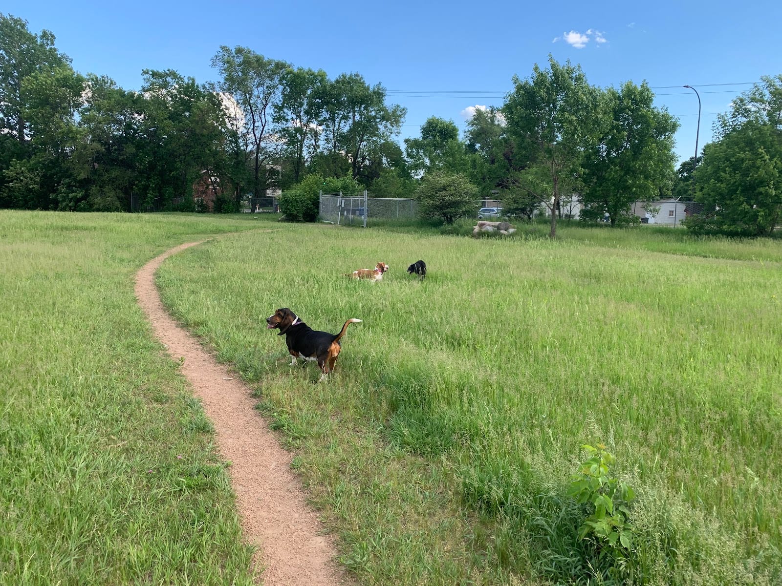 Victory Prairie Off-Leash Recreation Area, photo 3