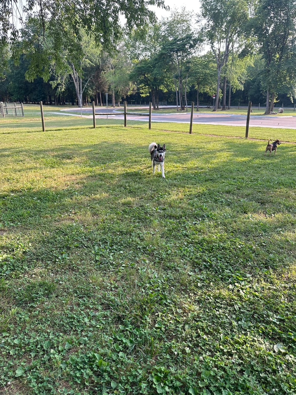 Bark Springs Dog Park Smyrna TN, photo 2
