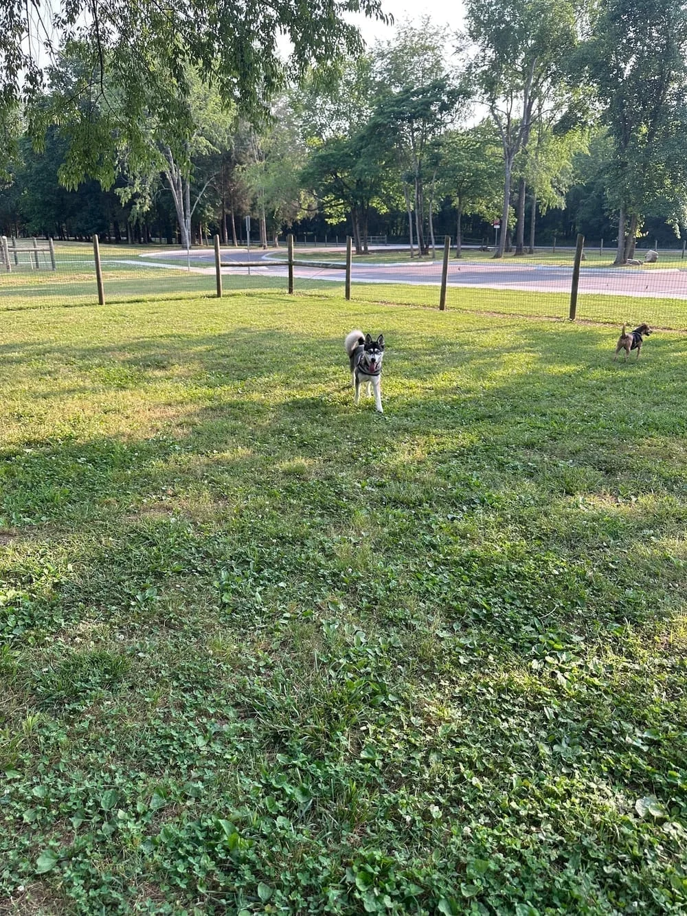 Bark Springs Dog Park, photo 2