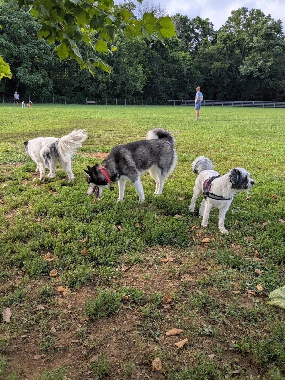 Edwin Warner Dog Park, photo 2
