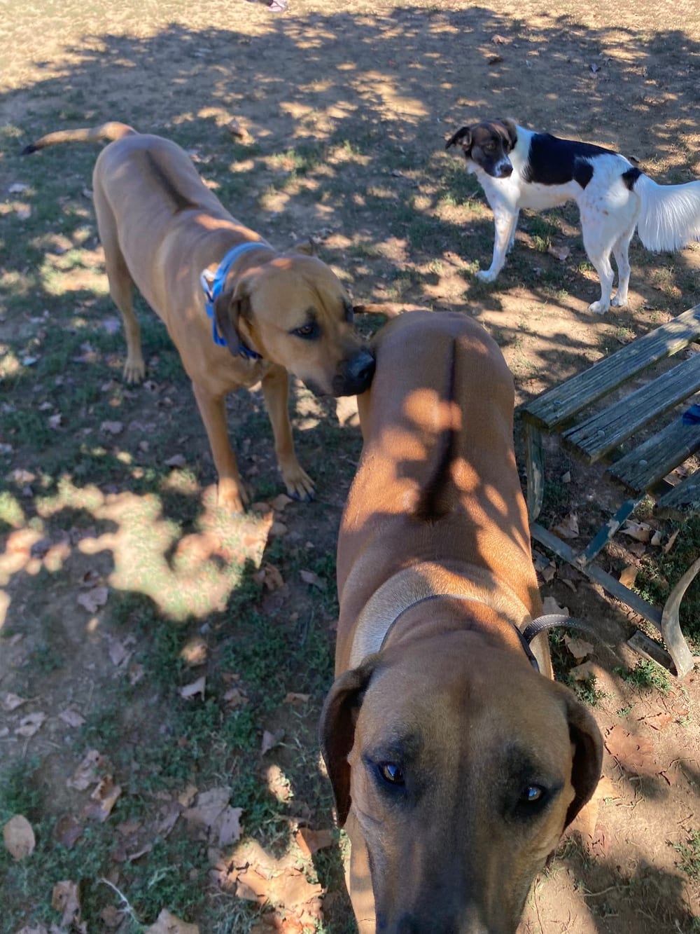 Edwin Warner Dog Park, photo 3