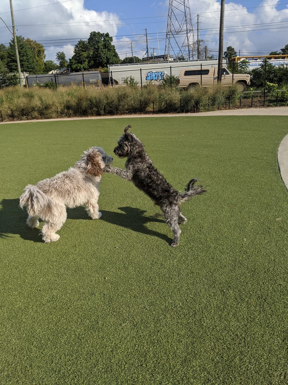 Fair Park Dog Park, photo 3
