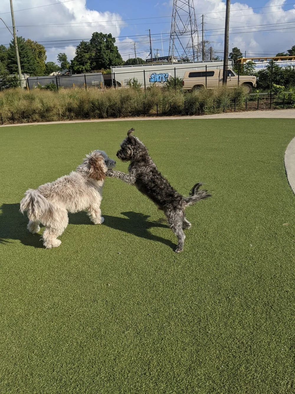 Fair Park Dog Park, photo 3