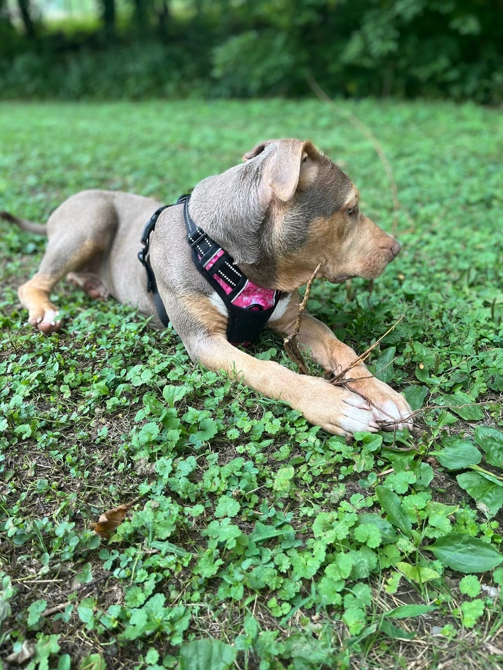 Fenway's Dog Park, photo 3