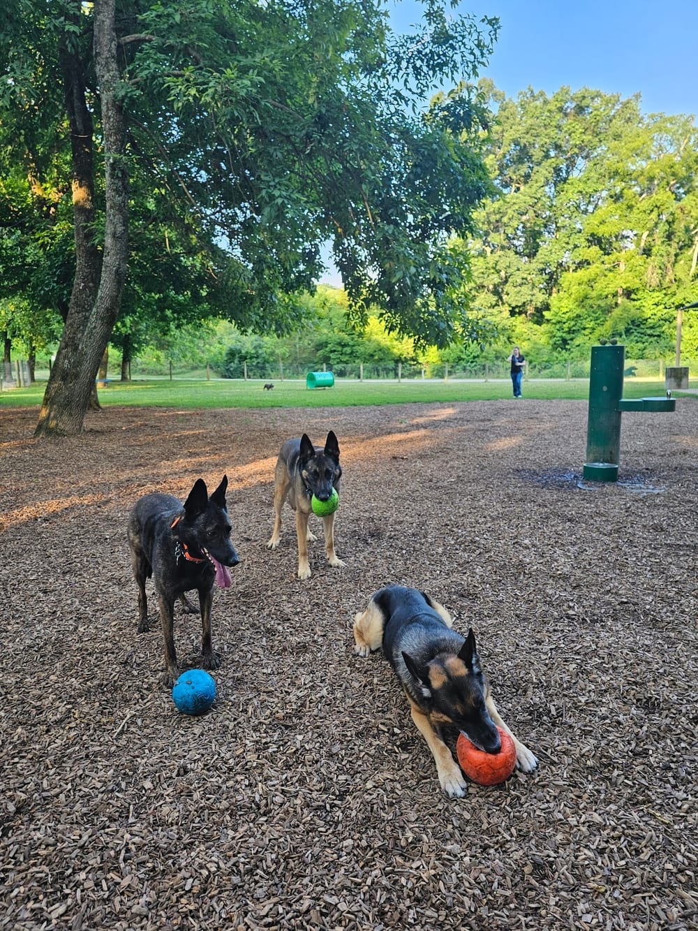 Freedom Run Dog Park, photo 3