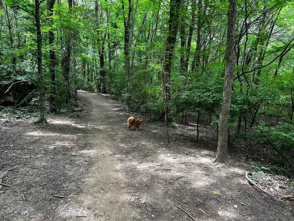 Pitts Dog Park, photo 2