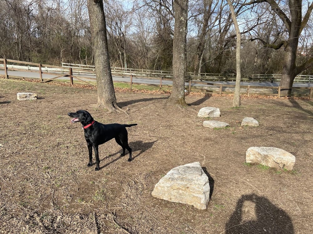 Shelby Dog Park, photo 3