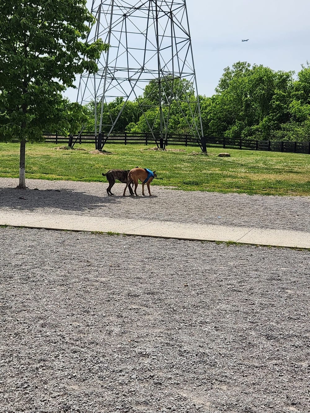 Stones River Dog Park, photo 3