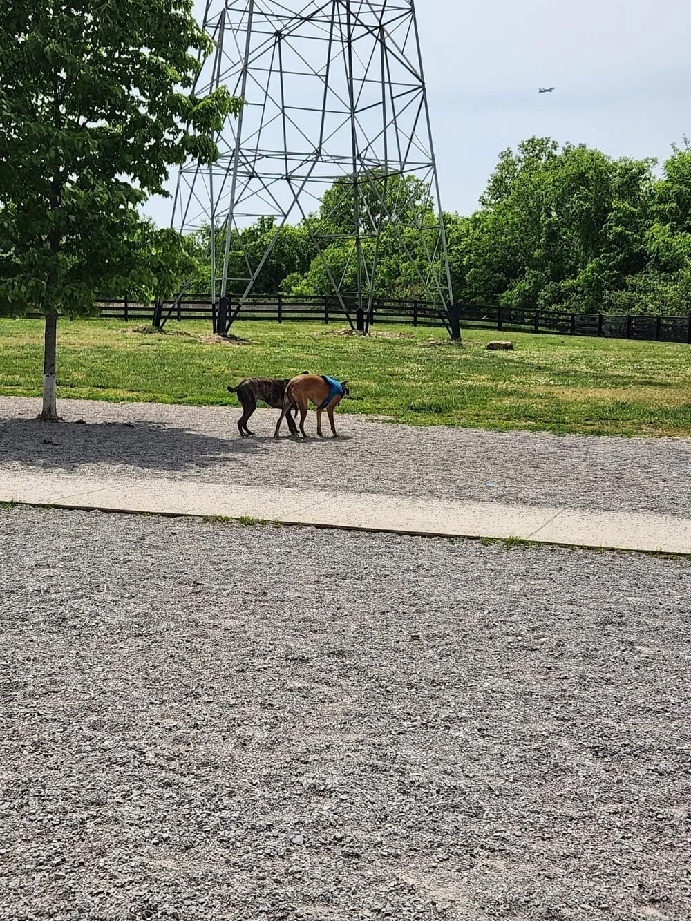 Stones River Dog Park, photo 3