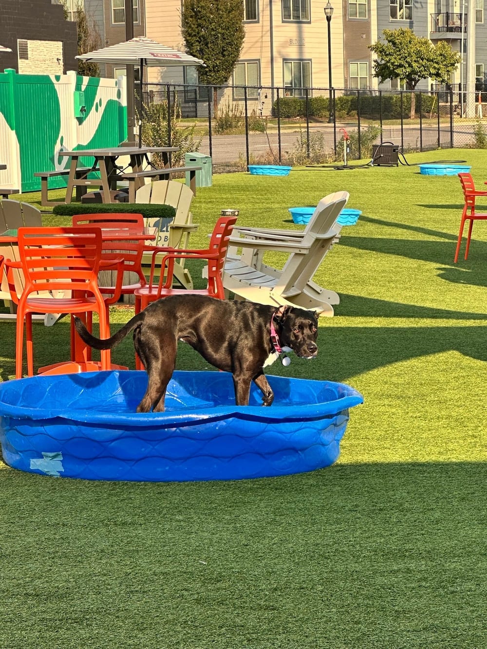 Urban Dog Bar, photo 2