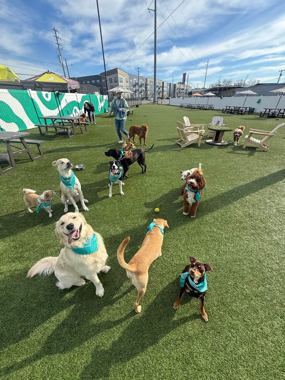 Urban Dog Bar, photo 3