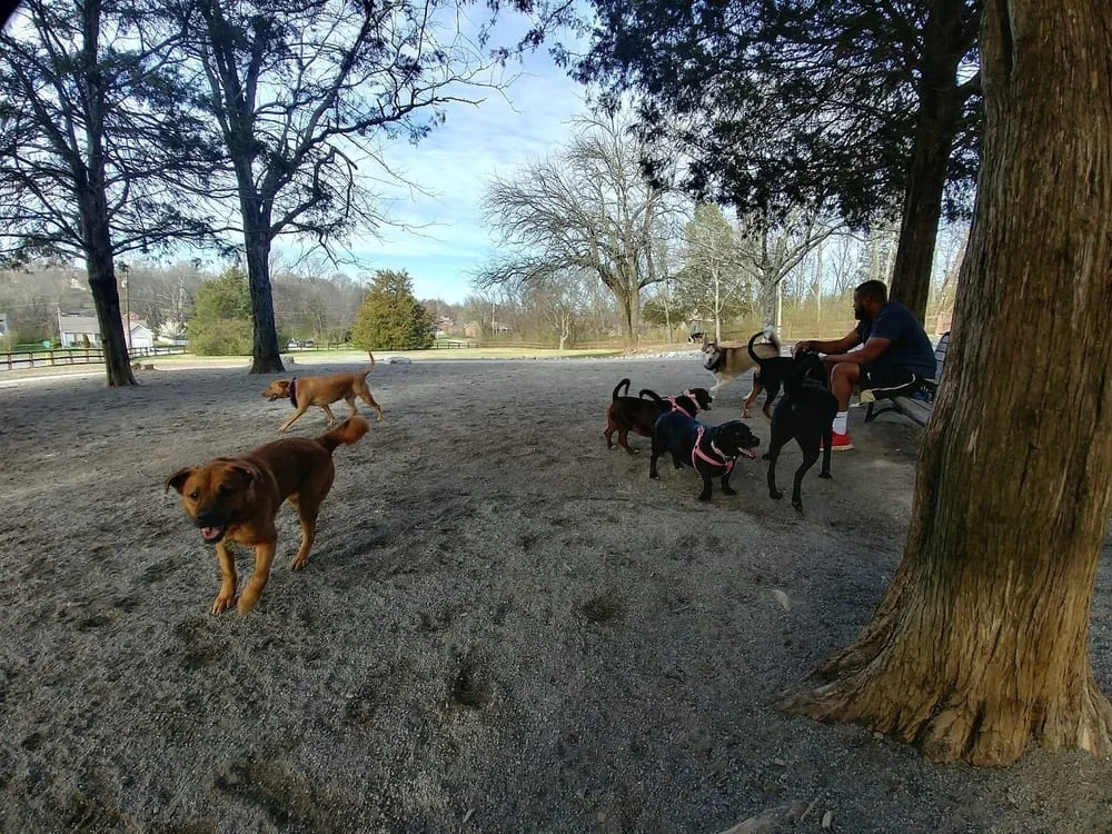 William A. Pitts Park, photo 3