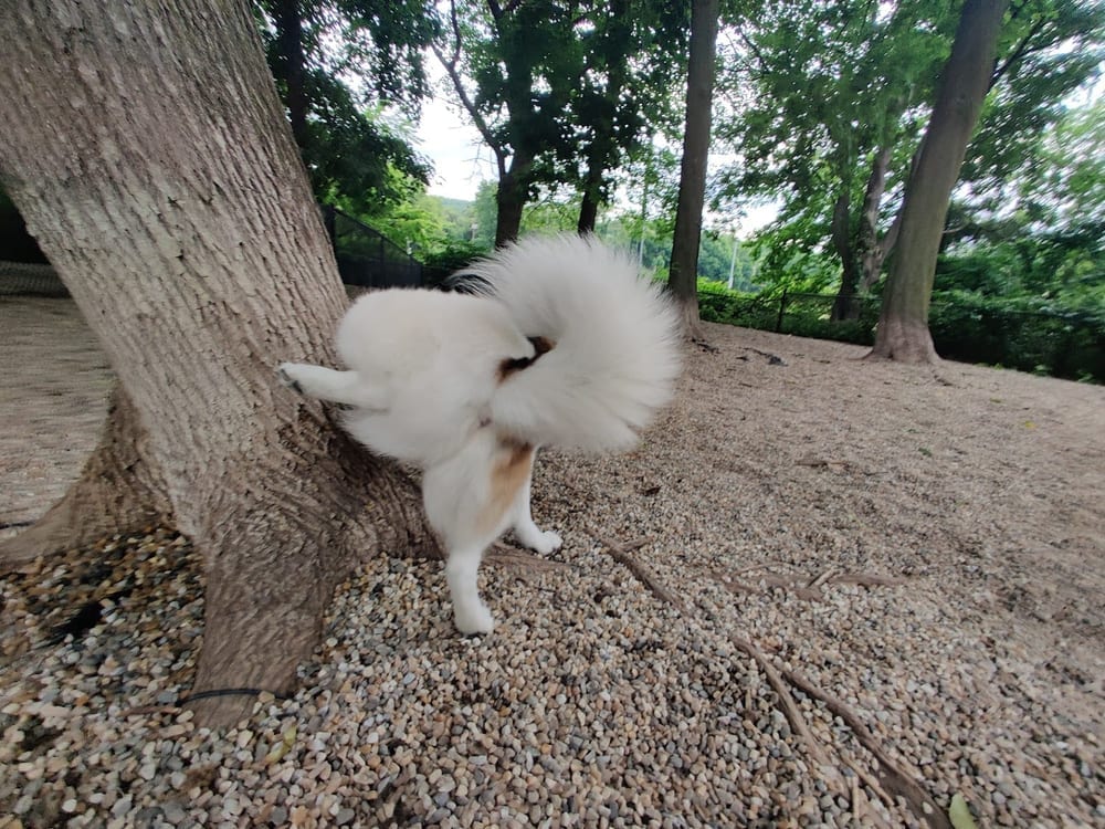 East Rock Dog Park, photo 3