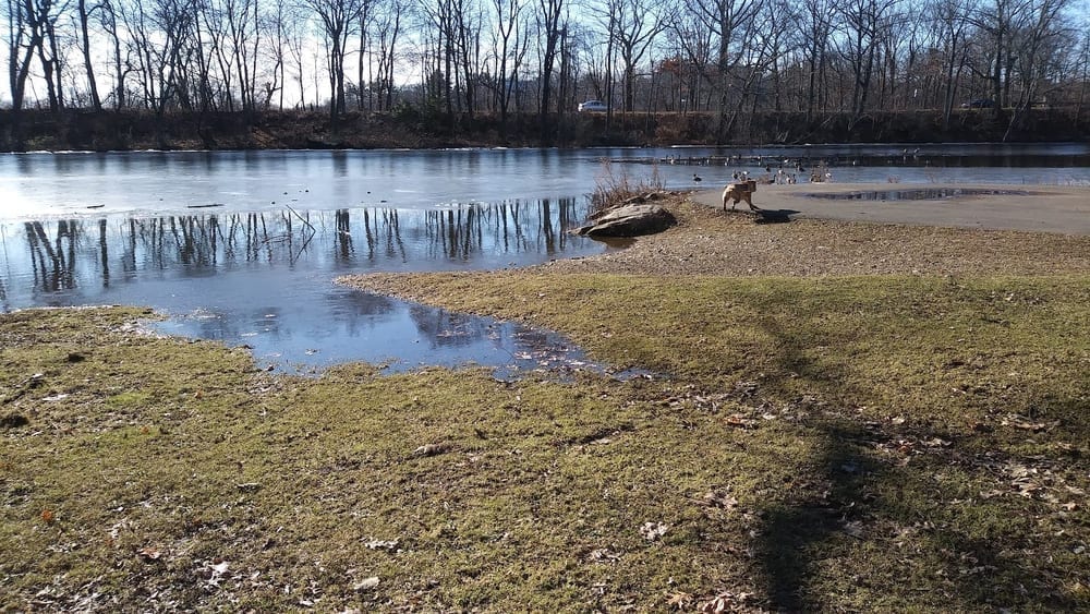 Edgewood Park Dog Park, photo 2
