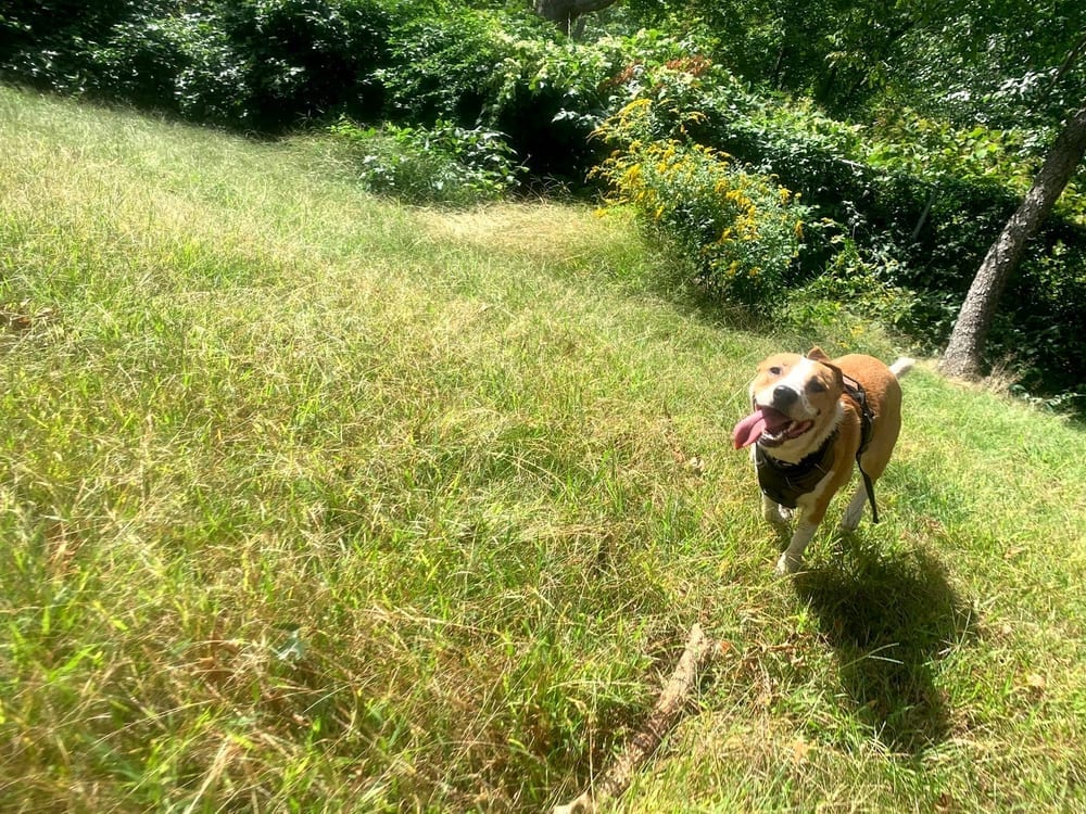 Edgewood Park Dog Park, photo 3