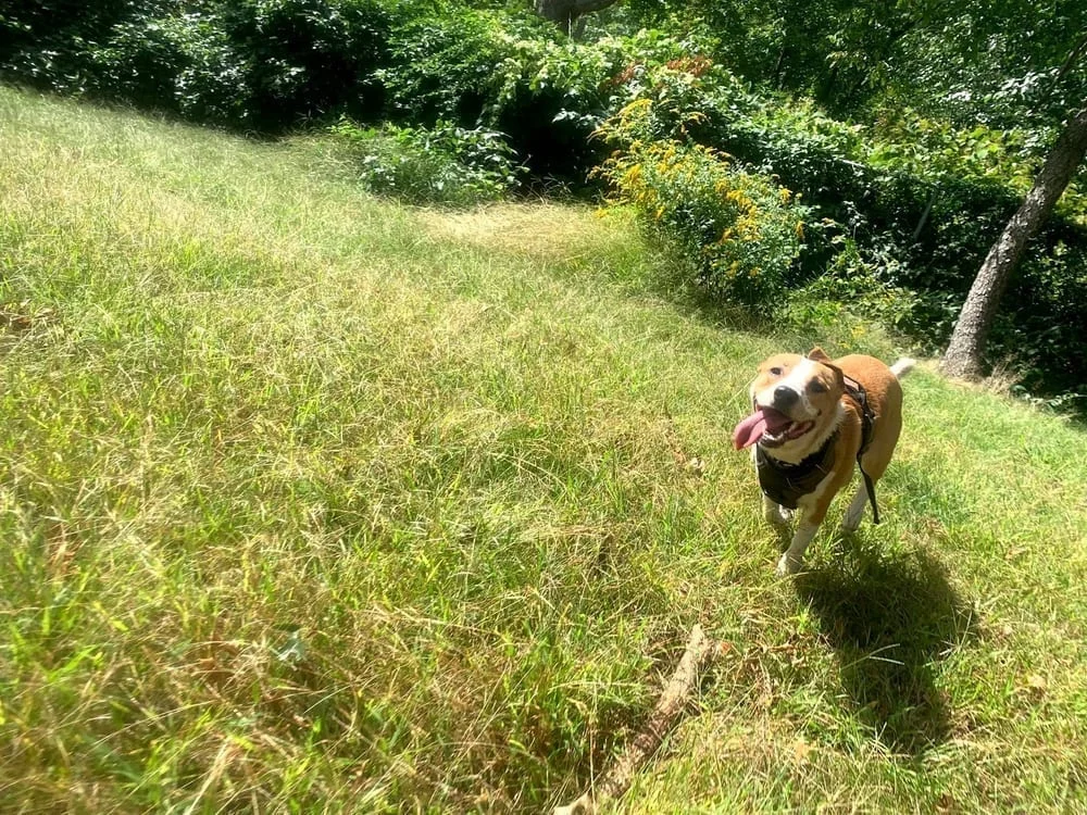 Edgewood Park Dog Park, photo 3