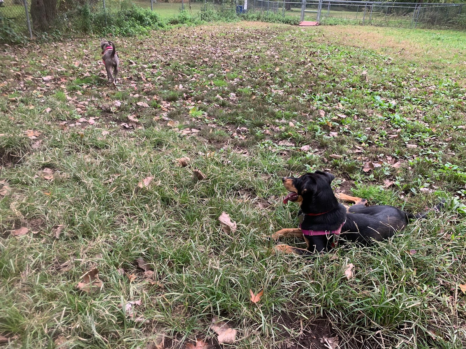 Edgewood Park Dog Park