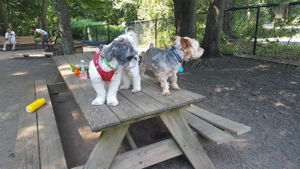 Hamden Dog Park, photo 2