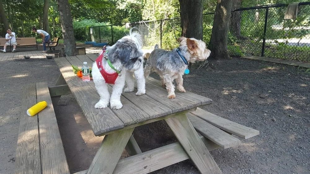 Hamden Dog Park, photo 2