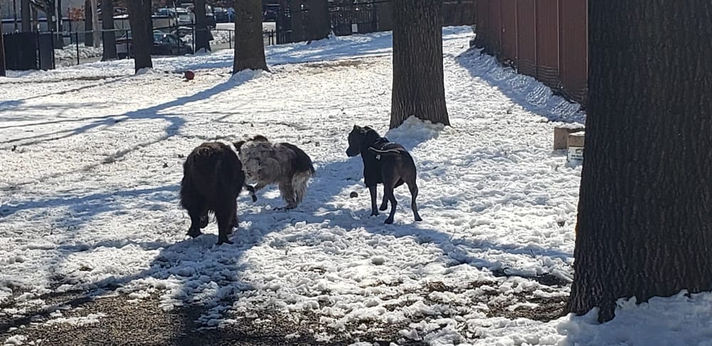Union Street Dog Park, photo 2