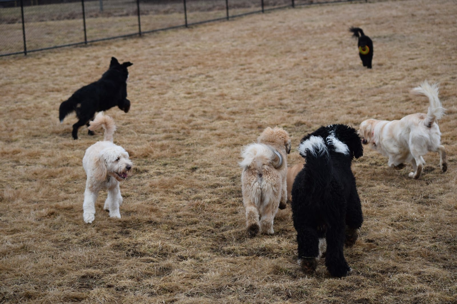 Woodbridge Dog Park