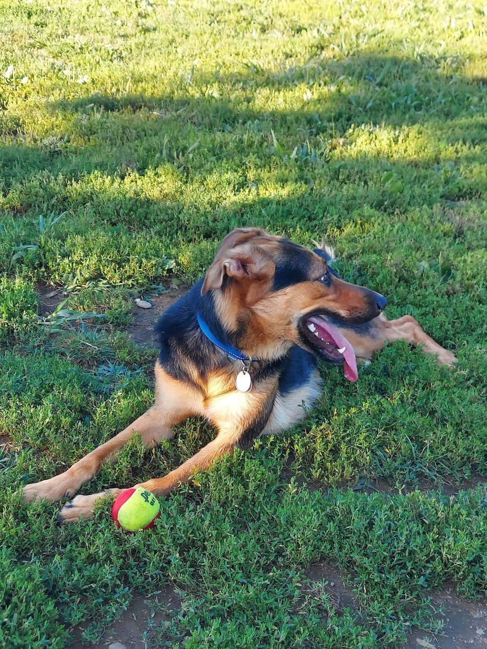 Woodbridge Dog Park, photo 2