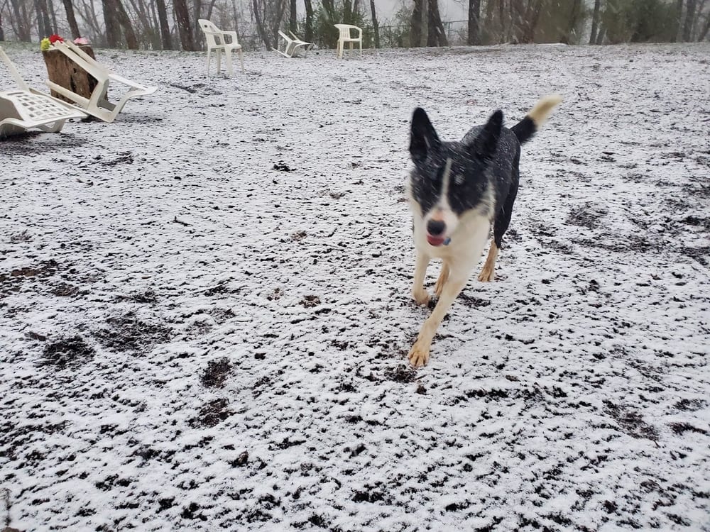 Bellevue Dog Woods, photo 2