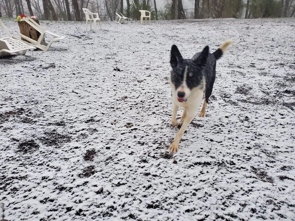 Bellevue Dog Woods, photo 2
