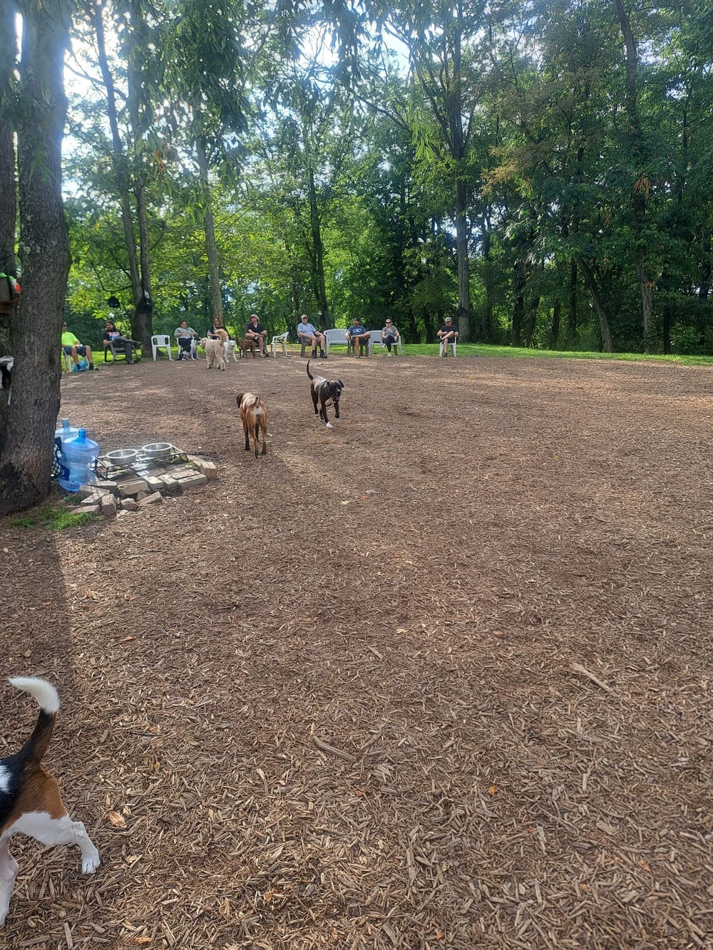 Bellevue Dog Woods, photo 3