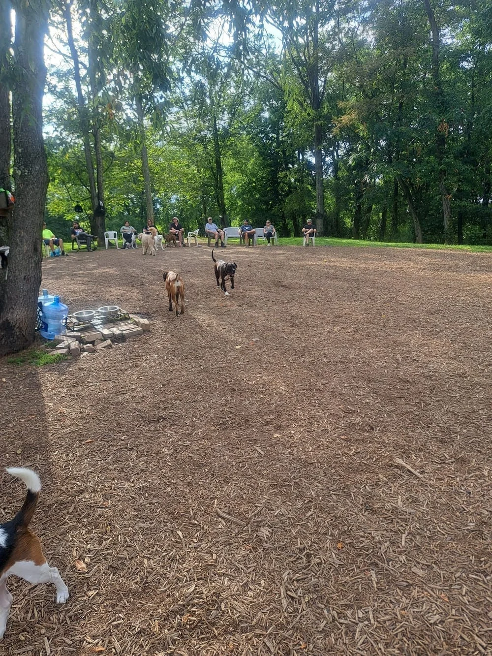 Bellevue Dog Woods, photo 3