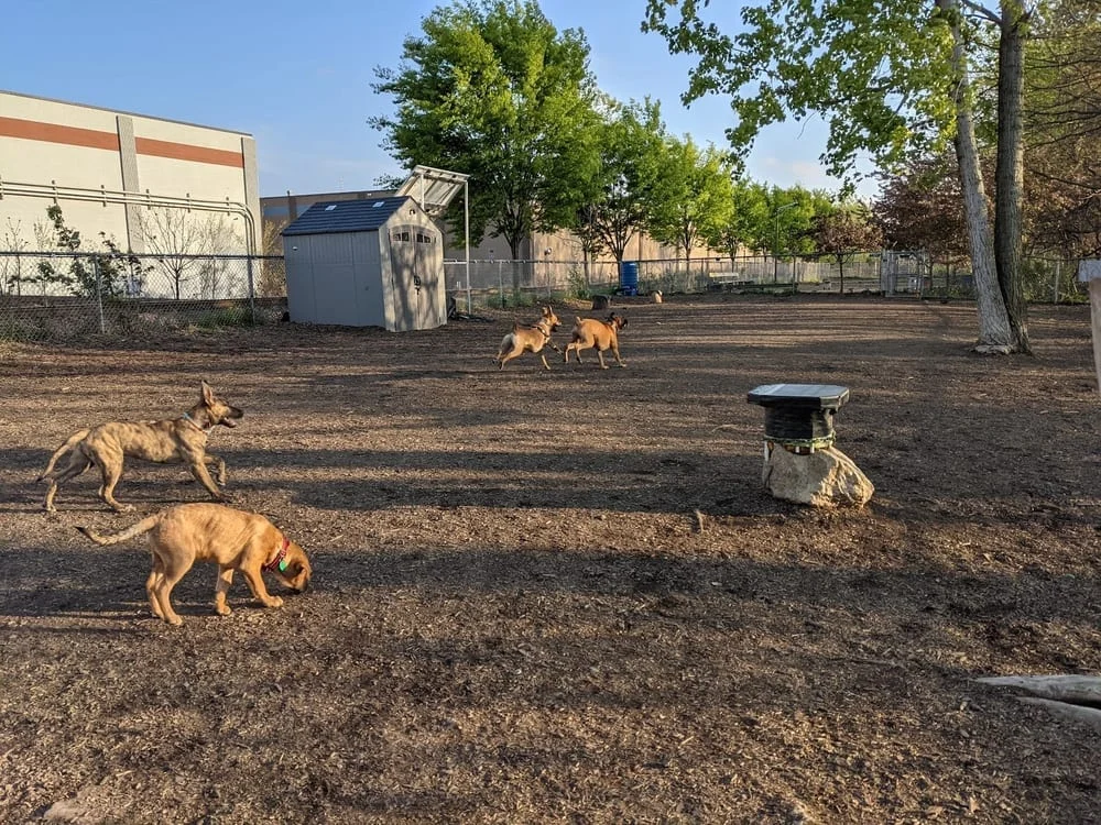 Bernard Dog Run, photo 3