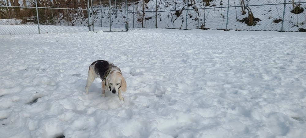 Dormont Dog Park, photo 3