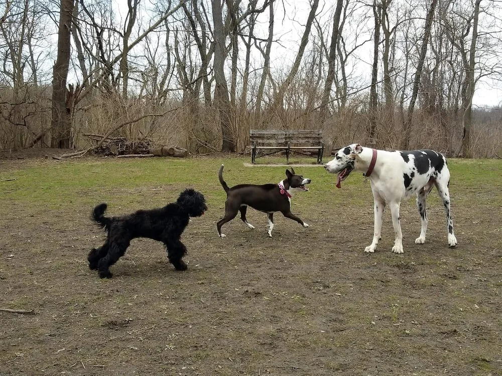 Frick Park Off-Leash Exercise Area, photo 2