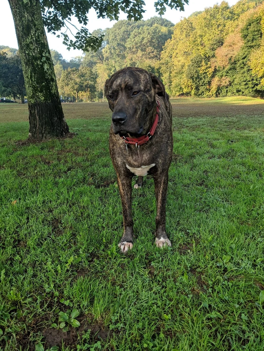 Highland Park Off-Leash Exercise Area, photo 3