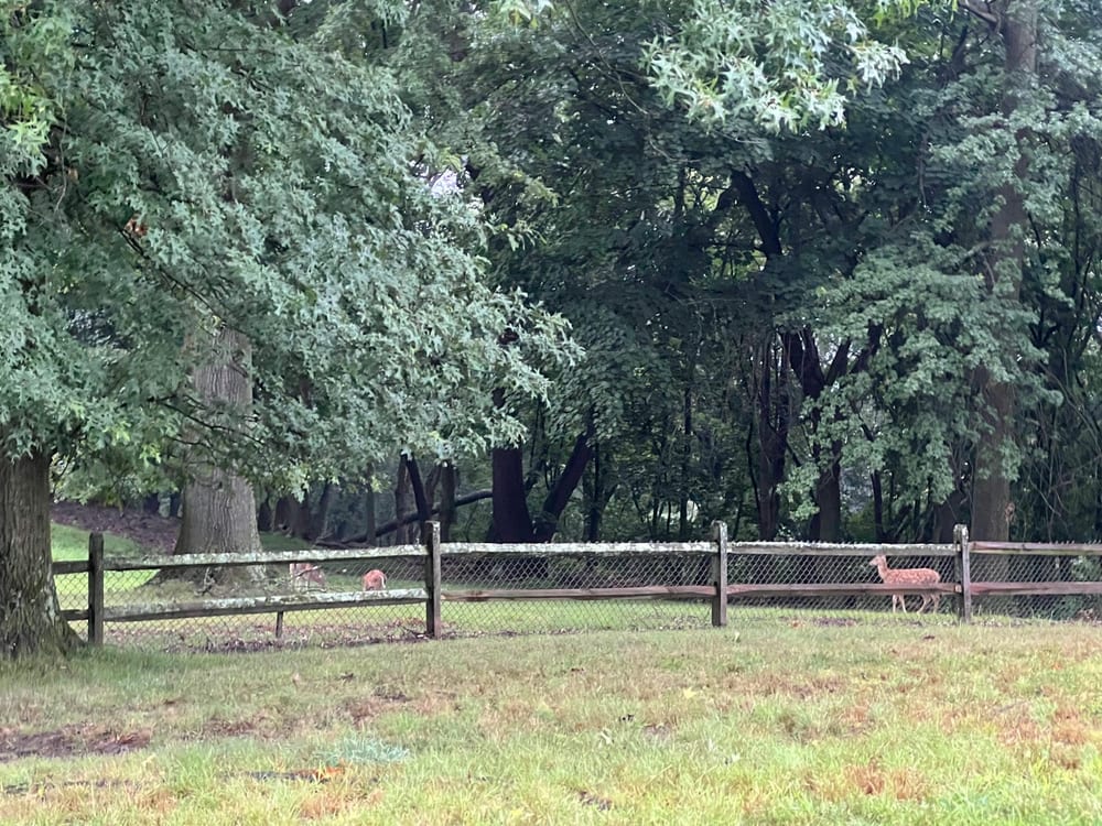 Riverview Dog Park, photo 2