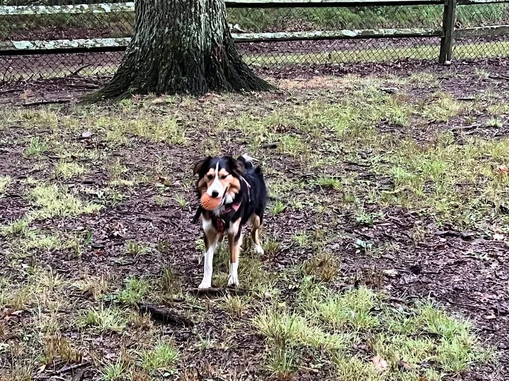 Riverview Dog Park, photo 3