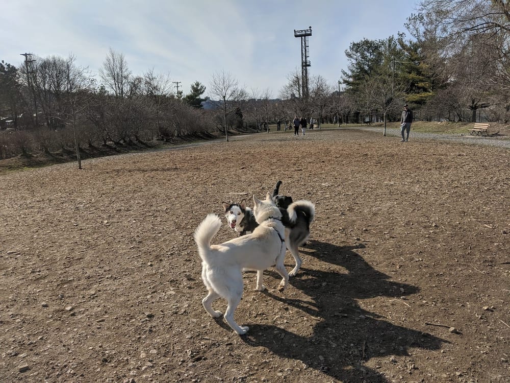 South Side Dog Park, photo 3