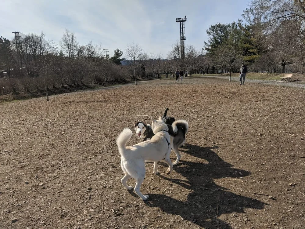 South Side Dog Park, photo 2