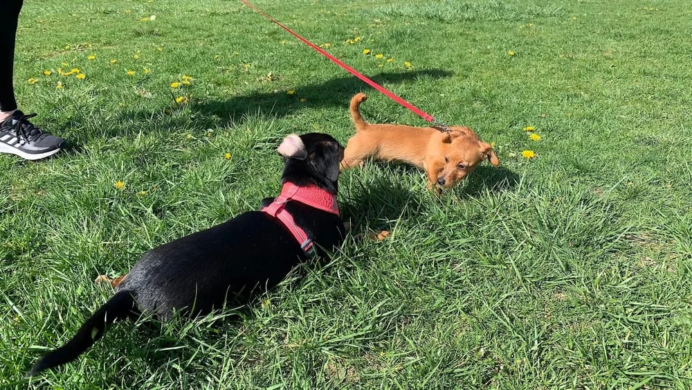 West Mifflin Dog Park, photo 2