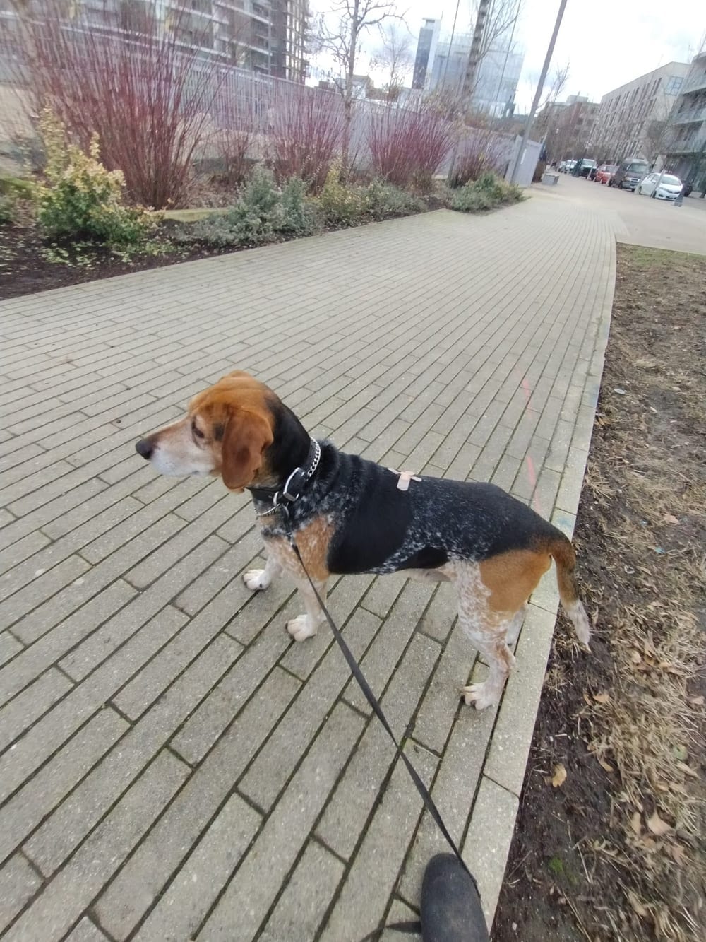 Off-Leash Dog Area, photo 2