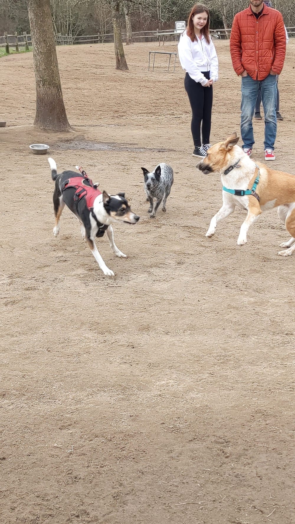 Gabriel Off-Leash Dog Park, photo 3