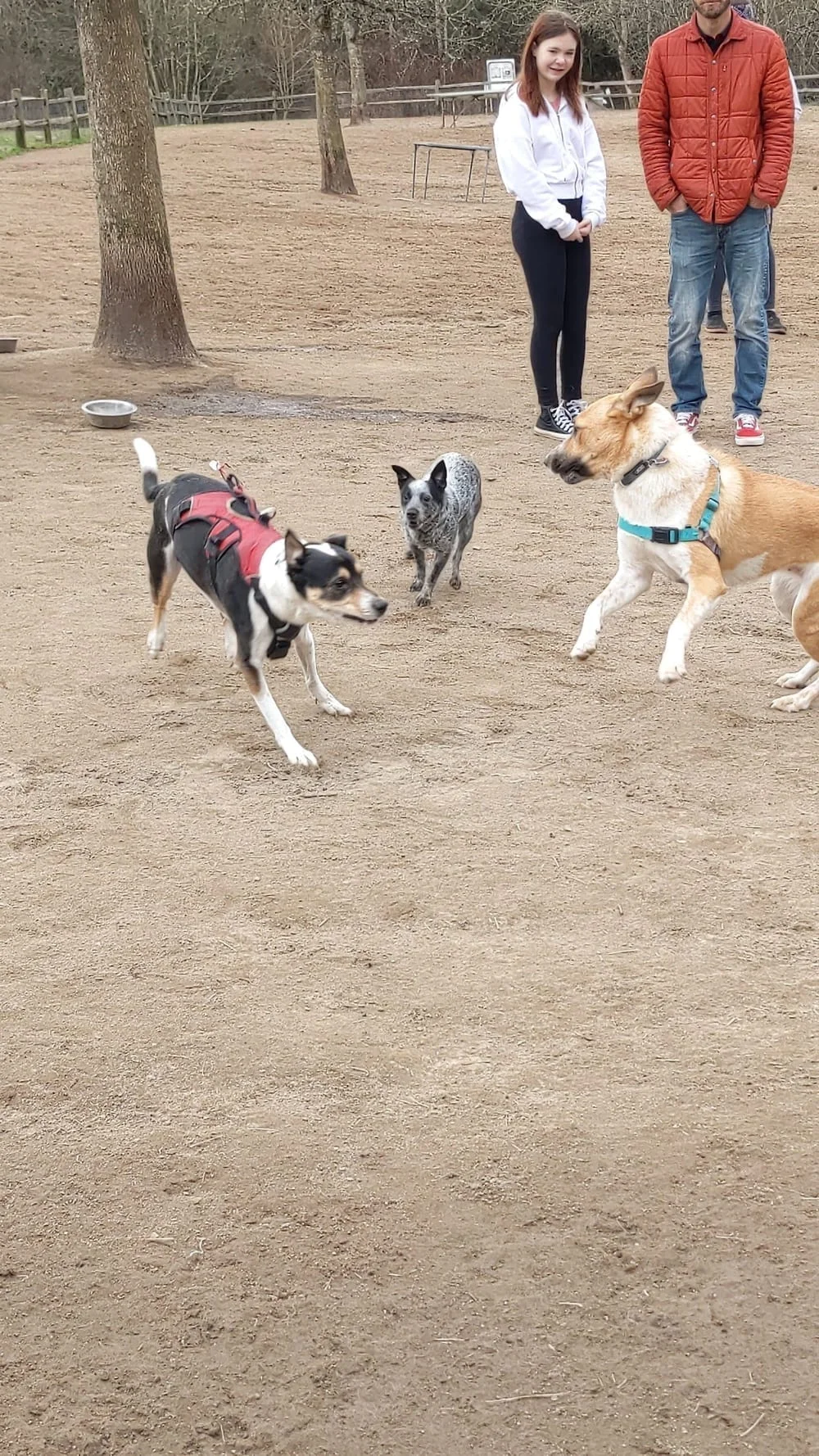 Gabriel Off-Leash Dog Park, photo 3