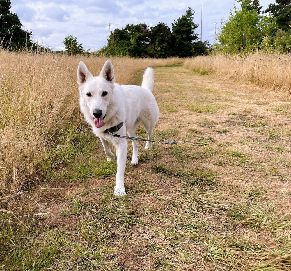 Hazelia Dog Park, photo 2
