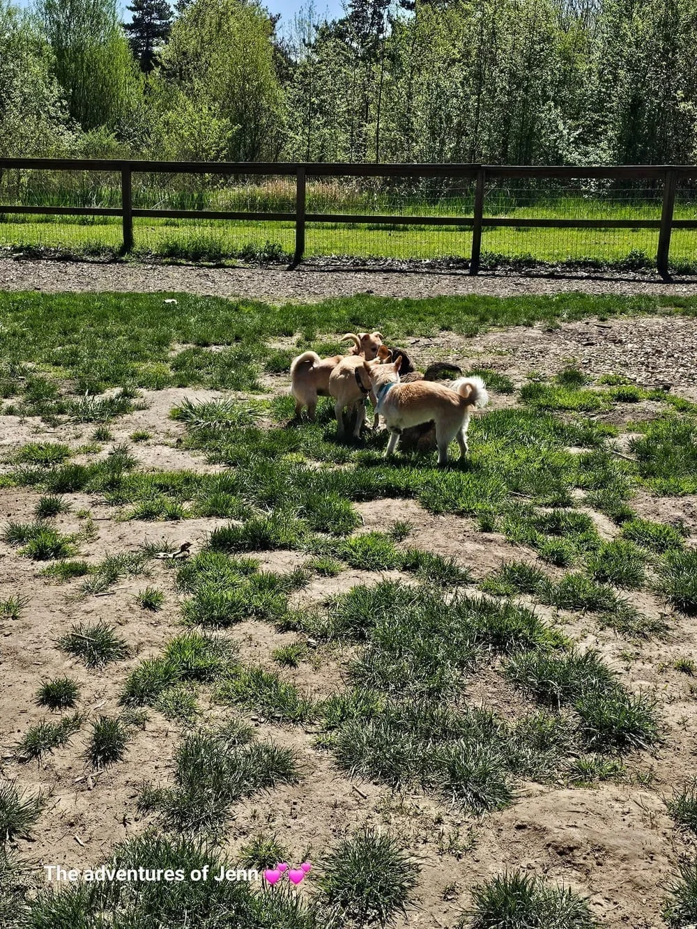Hazelia Dog Park, photo 3